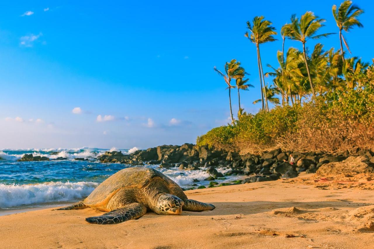 Maui Vista Condo 2410 Kihei Dış mekan fotoğraf